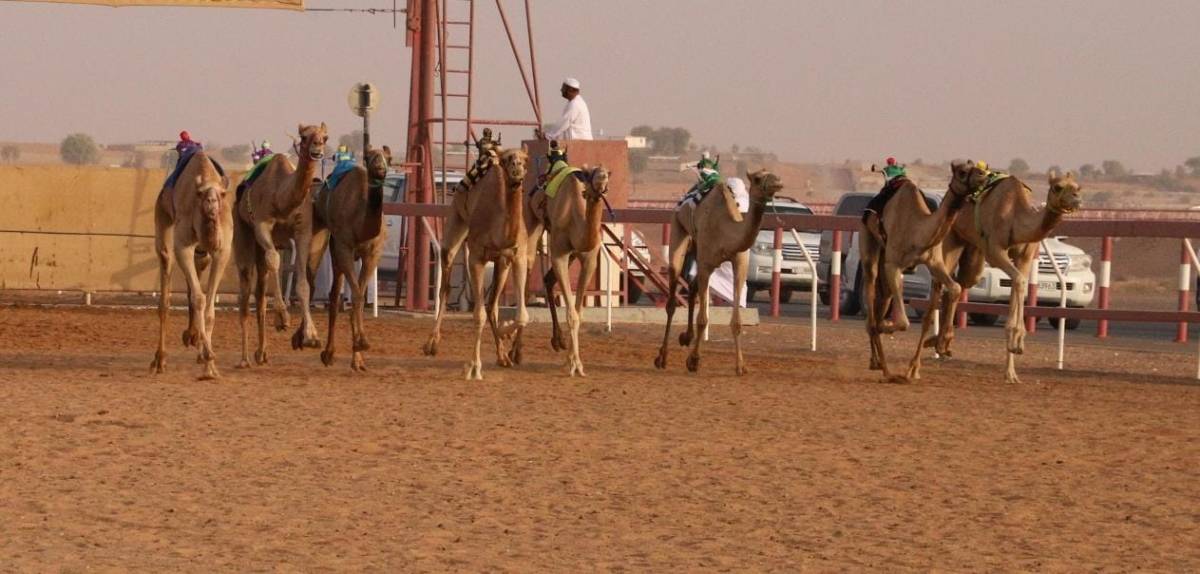 انطلاق منافسات سن الثنايا بميدان الذيد