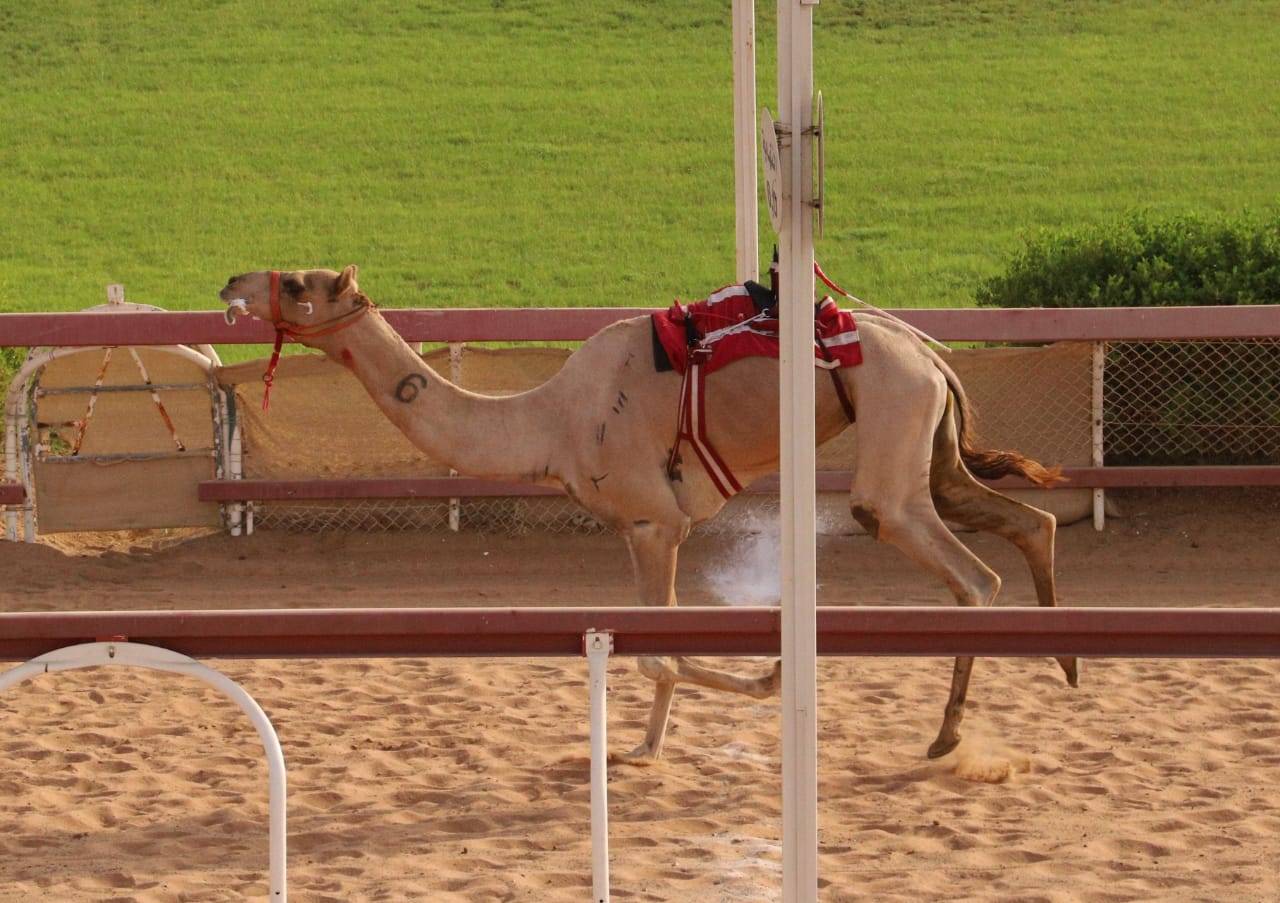 انطلاق منافسات سن الثنايا بميدان الذيد