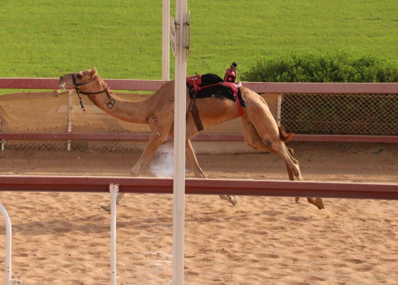 انطلاق منافسات سن الثنايا بميدان الذيد