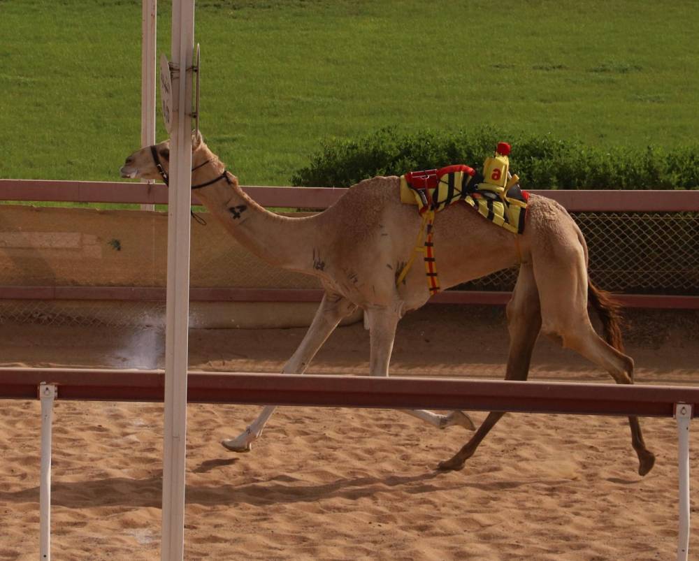 هبايب تحقق أفضل توقيت في تحديات سن الحول والزمول بميدان الذيد