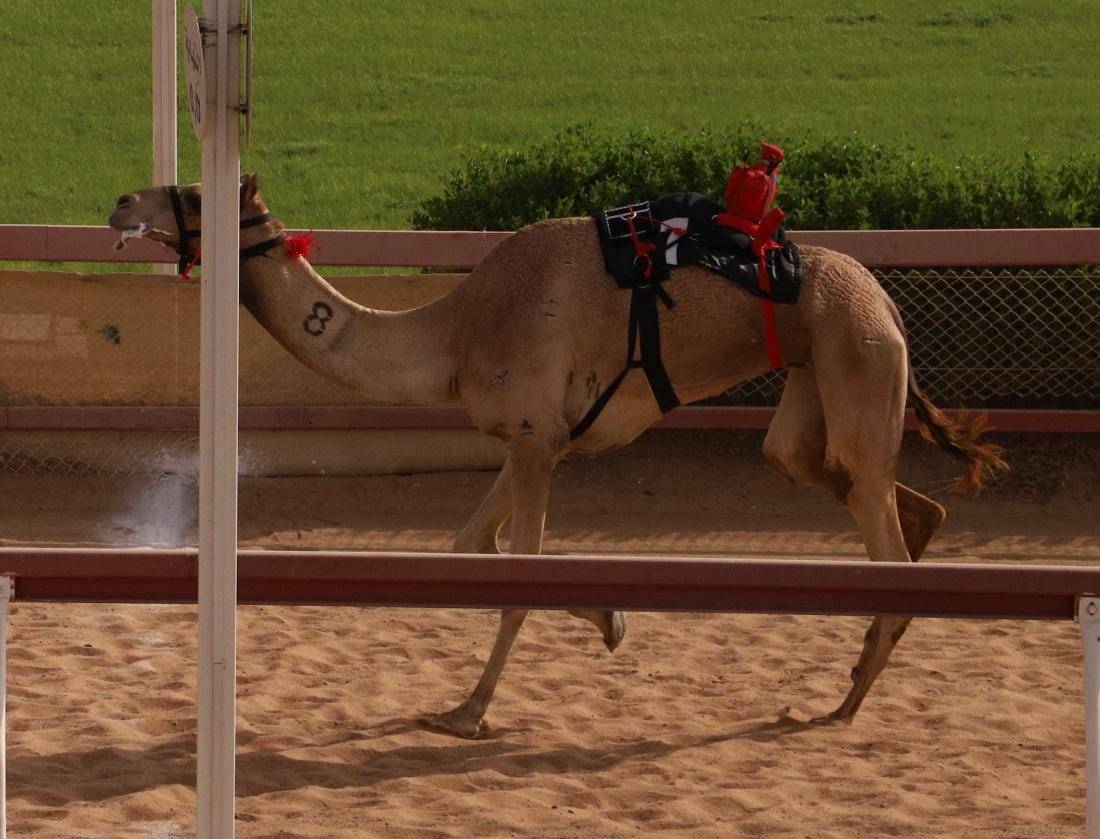 هبايب تحقق أفضل توقيت في تحديات سن الحول والزمول بميدان الذيد