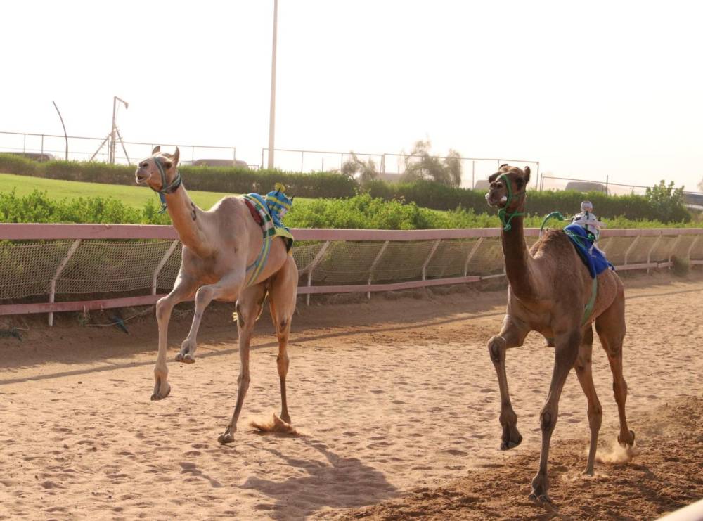 انطلاقة مثيرة لسن الحقايق بميدان الذيد