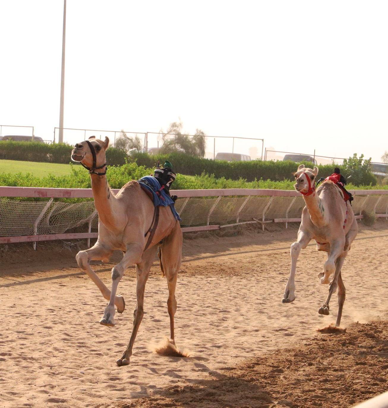 انطلاقة مثيرة لسن الحقايق بميدان الذيد