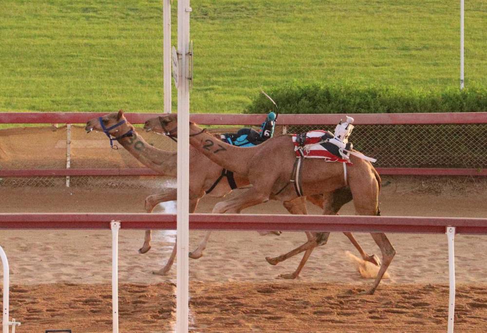 انطلاقة مثيرة لسن الحقايق بميدان الذيد