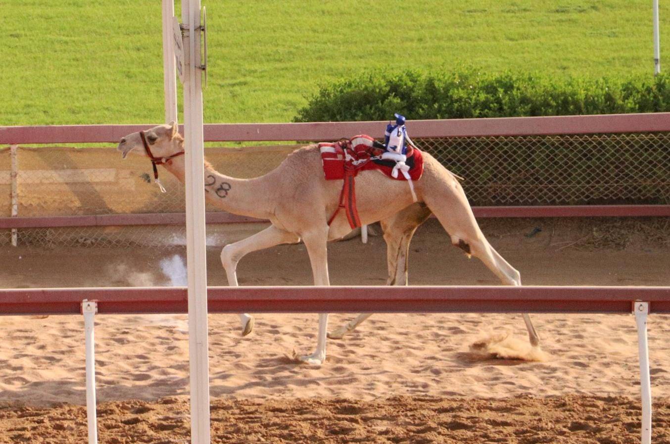 انطلاقة مثيرة لسن الحقايق بميدان الذيد