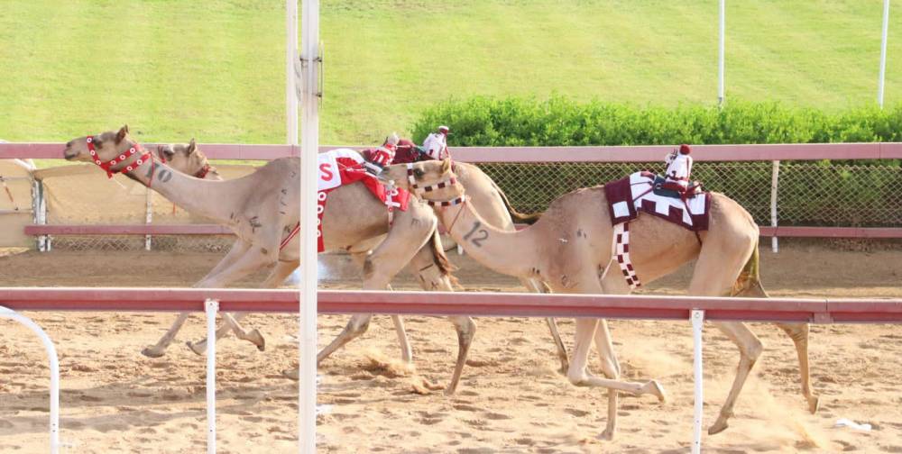 منافسات مثيرة لسن الثنايا بميدان الذيد لسباقات الهجن