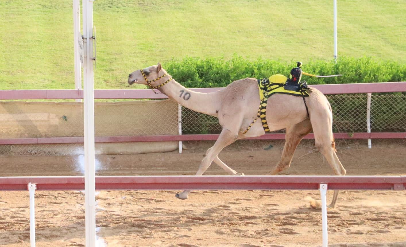 منافسات مثيرة لسن الثنايا بميدان الذيد لسباقات الهجن