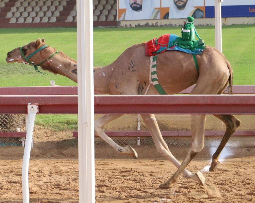 هجن الرئاسة تتألق في منافسات سن الإيذاع بميدان الذيد