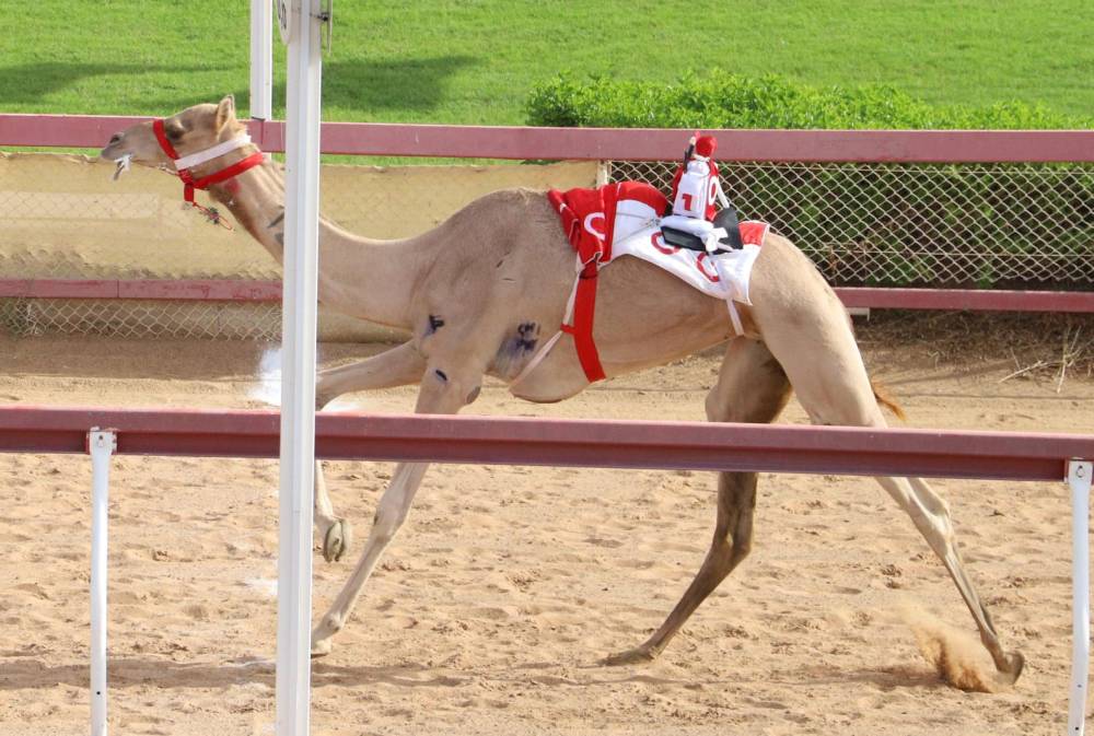  منوه تحصل على أفضل توقيت في منافسات سن الإيذاع بميدان الذيد
