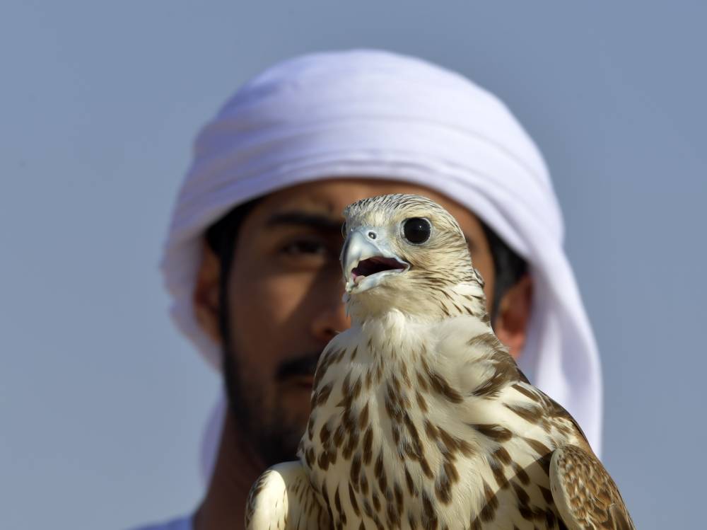 اليوم العالمي للصقارة يحتفي بإنجازاتها في ذكرى تسجيلها باليونسكو 