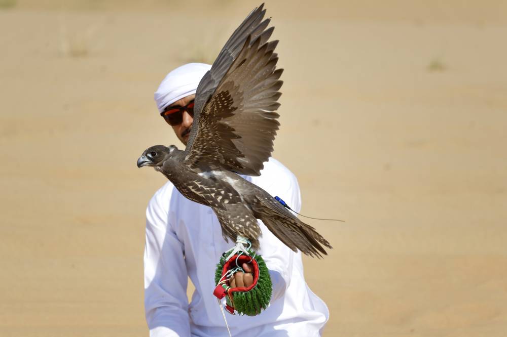 اليوم العالمي للصقارة يحتفي بإنجازاتها في ذكرى تسجيلها باليونسكو 