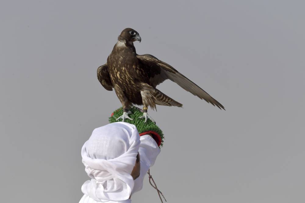 اليوم العالمي للصقارة يحتفي بإنجازاتها في ذكرى تسجيلها باليونسكو 
