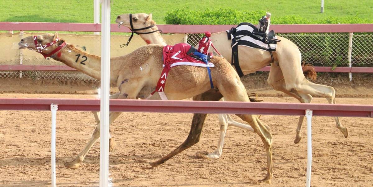 ثمينة تحصد أفضل توقيت في منافسات سن الثنايا بميدان الذيد لسباقات الهجن