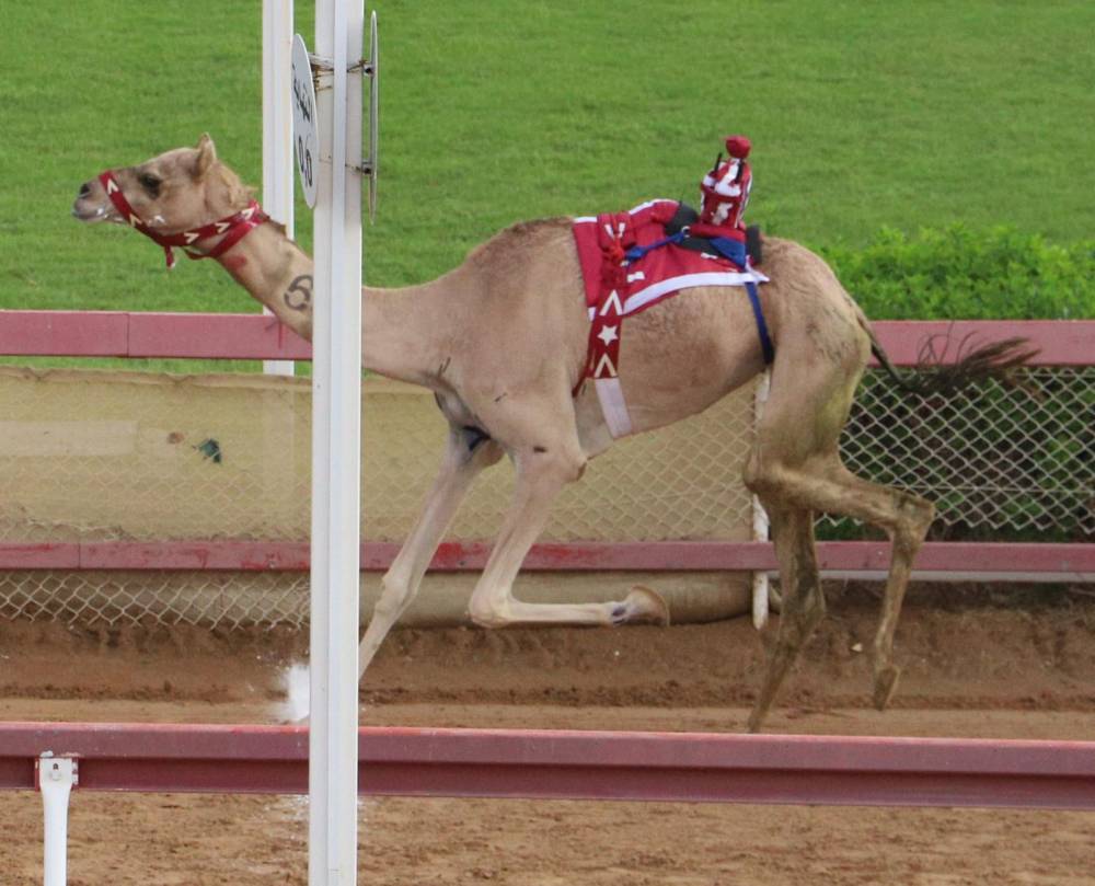 ثمينة تحصد أفضل توقيت في منافسات سن الثنايا بميدان الذيد لسباقات الهجن