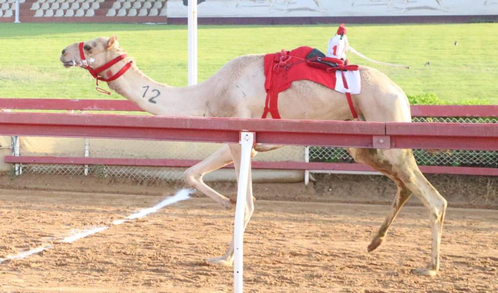 ثمينة تحصد أفضل توقيت في منافسات سن الثنايا بميدان الذيد لسباقات الهجن