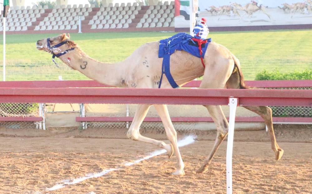افراح تتفوق بمنافسات الحول والزمول بميدان الذيد