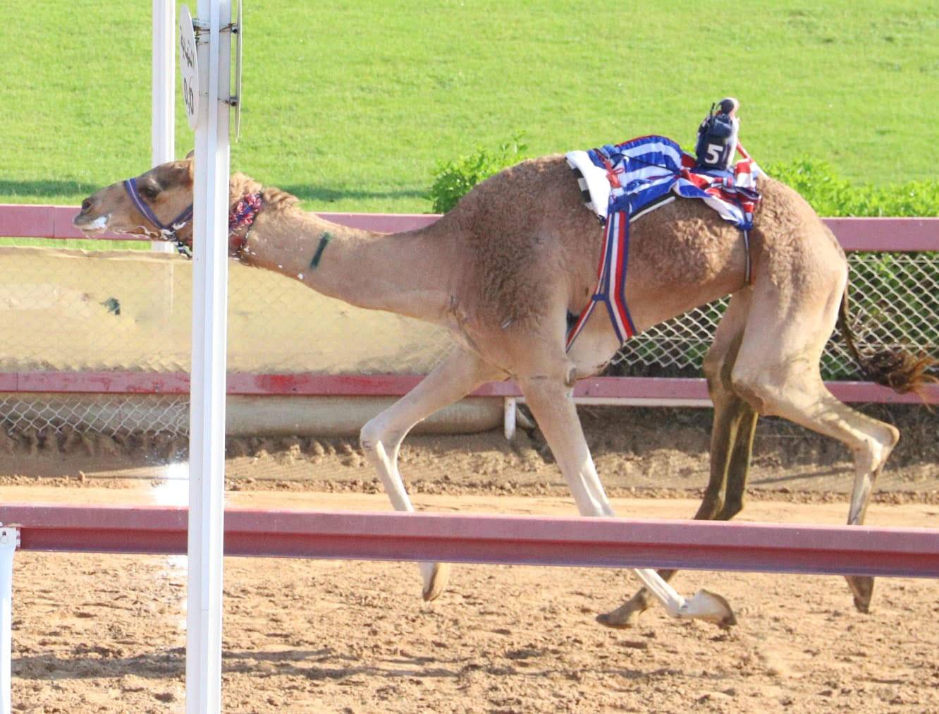 افراح تتفوق بمنافسات الحول والزمول بميدان الذيد