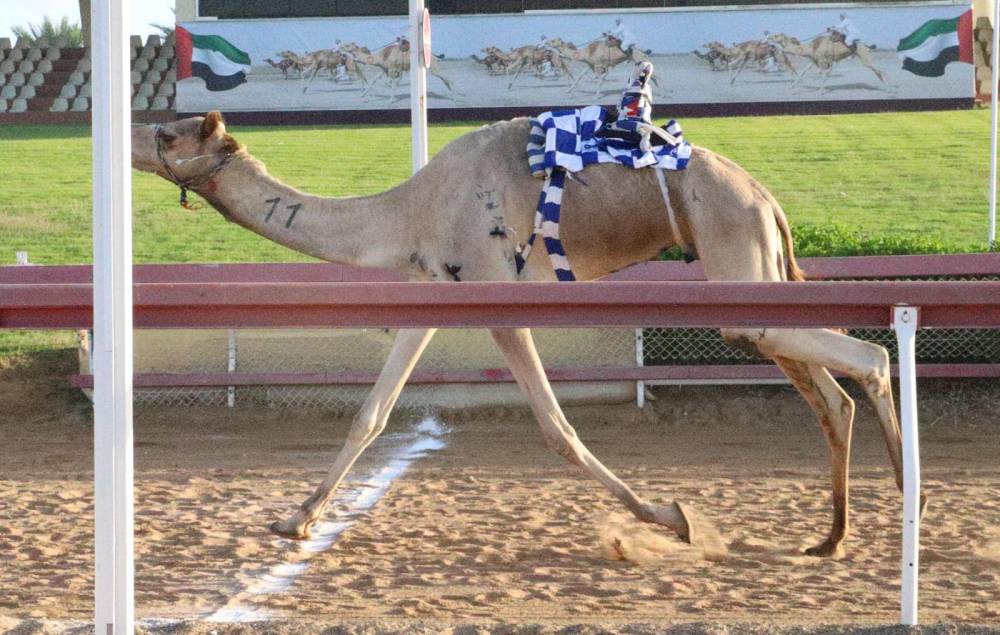 شعله تحصد أفضل توقيت في منافسات سن الحول والزمول بميدان الذيد