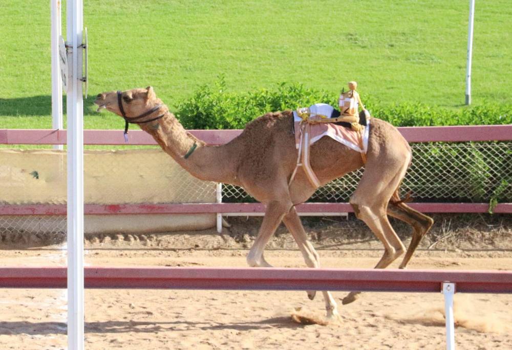 شعله تحصد أفضل توقيت في منافسات سن الحول والزمول بميدان الذيد