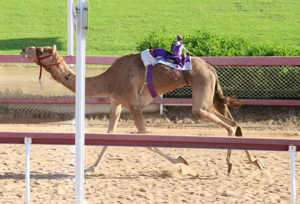 شعله تحصد أفضل توقيت في منافسات سن الحول والزمول بميدان الذيد