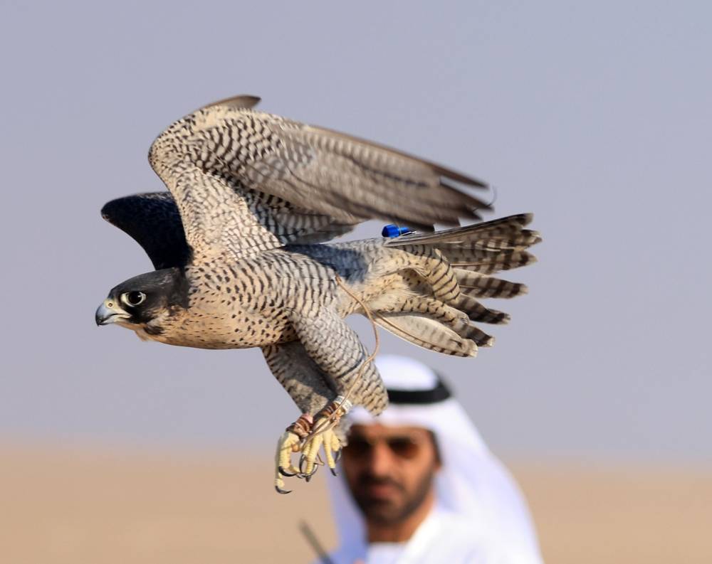 246 صقار يتنافسون في بطولة الهدد بمهرجان السلع البحري