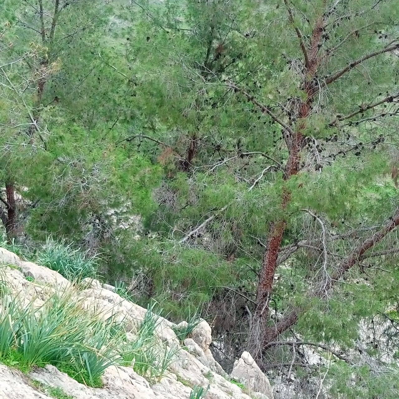 إعتماد وتسجيل منتدى حلاوه الثقافي والتراثي