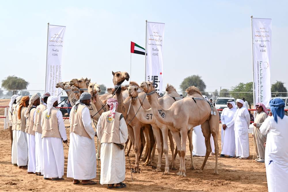 منافسات قوية في ثاني أيام مزاينة الإبل في مهرجان محمد بن زايد لسباقات الهجن ومزاينة الإبل
