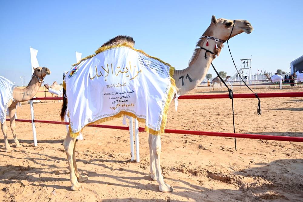 منافسات قوية في ثاني أيام مزاينة الإبل في مهرجان محمد بن زايد لسباقات الهجن ومزاينة الإبل