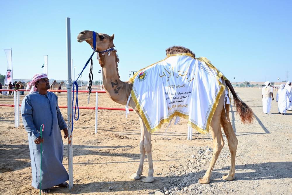منافسات قوية في ثاني أيام مزاينة الإبل في مهرجان محمد بن زايد لسباقات الهجن ومزاينة الإبل