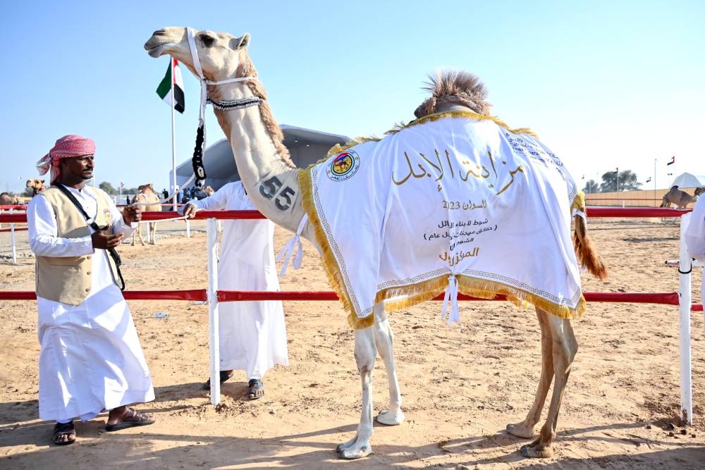 منافسات قوية في ثاني أيام مزاينة الإبل في مهرجان محمد بن زايد لسباقات الهجن ومزاينة الإبل
