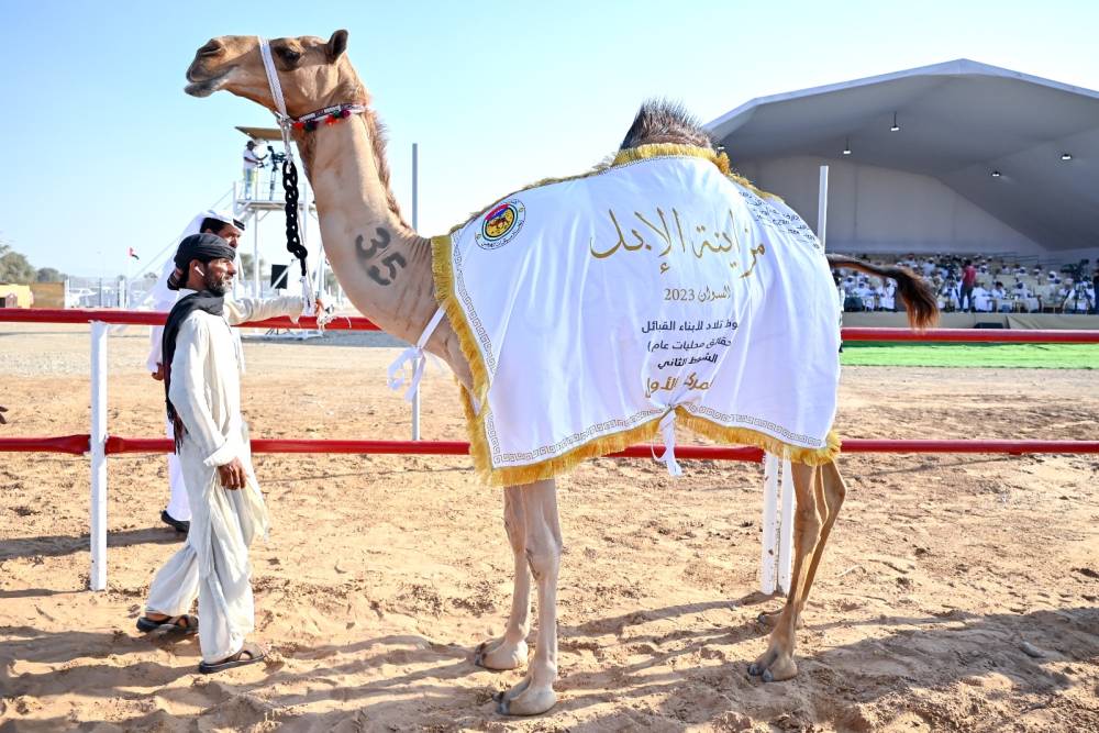 منافسات قوية في ثاني أيام مزاينة الإبل في مهرجان محمد بن زايد لسباقات الهجن ومزاينة الإبل