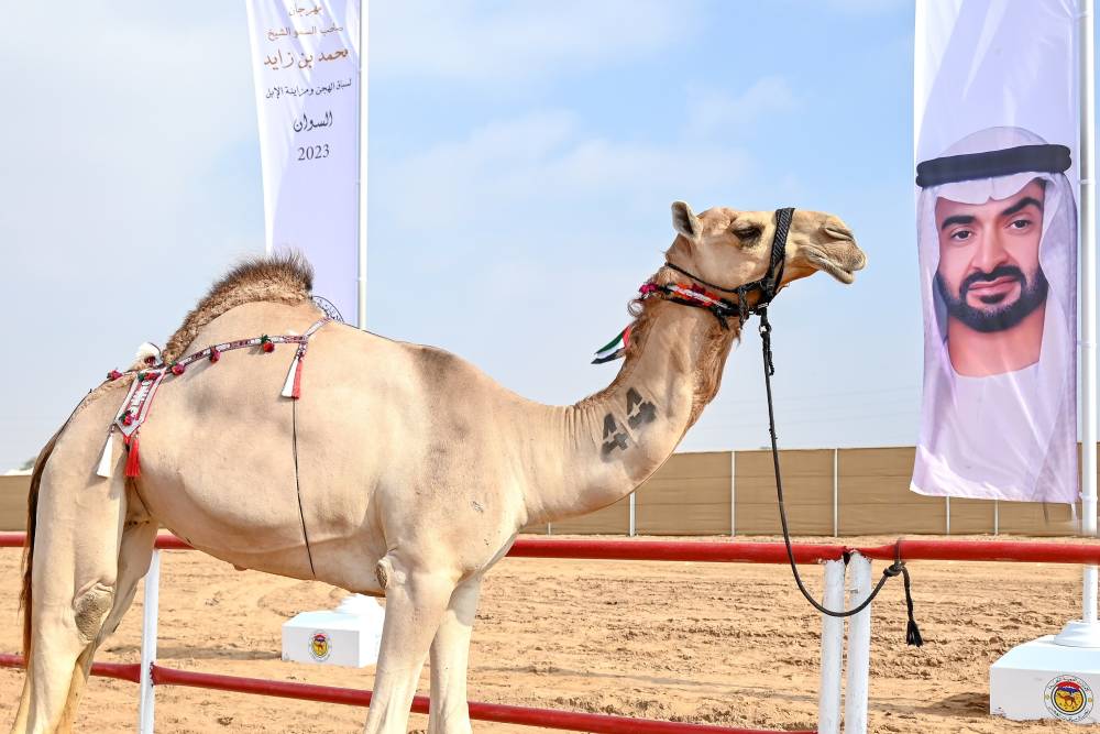 معايير دقيقة لرصد جماليات الإبل في مهرجان محمد بن زايد لسباقات الهجن ومزاينة الإبل