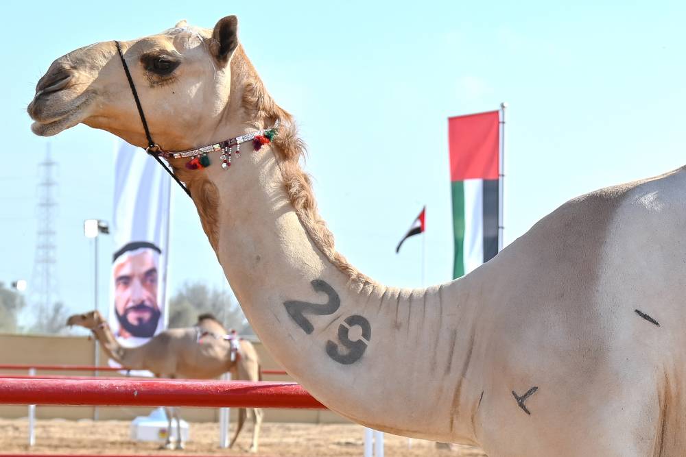 معايير دقيقة لرصد جماليات الإبل في مهرجان محمد بن زايد لسباقات الهجن ومزاينة الإبل