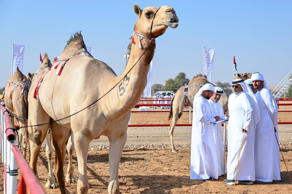 معايير دقيقة لرصد جماليات الإبل في مهرجان محمد بن زايد لسباقات الهجن ومزاينة الإبل