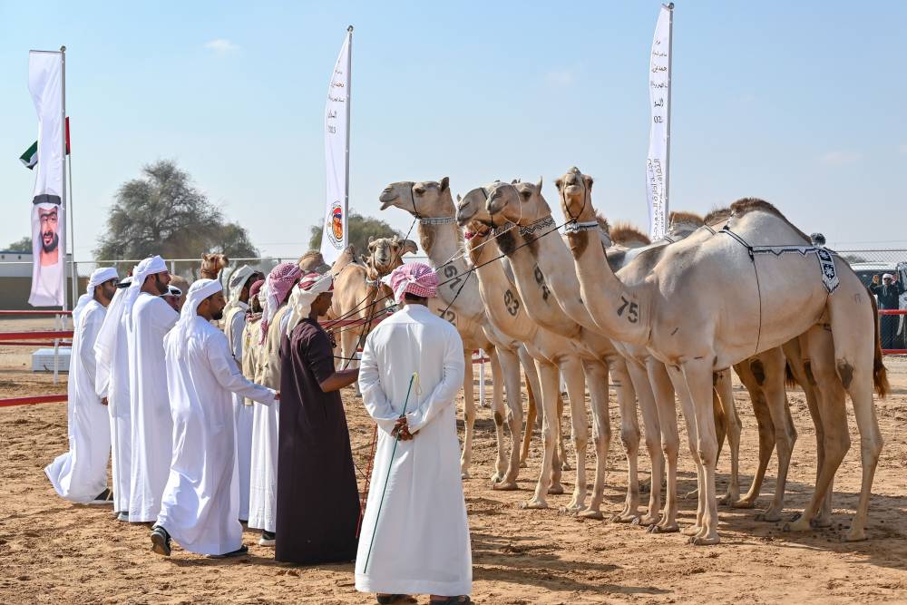 معايير دقيقة لرصد جماليات الإبل في مهرجان محمد بن زايد لسباقات الهجن ومزاينة الإبل