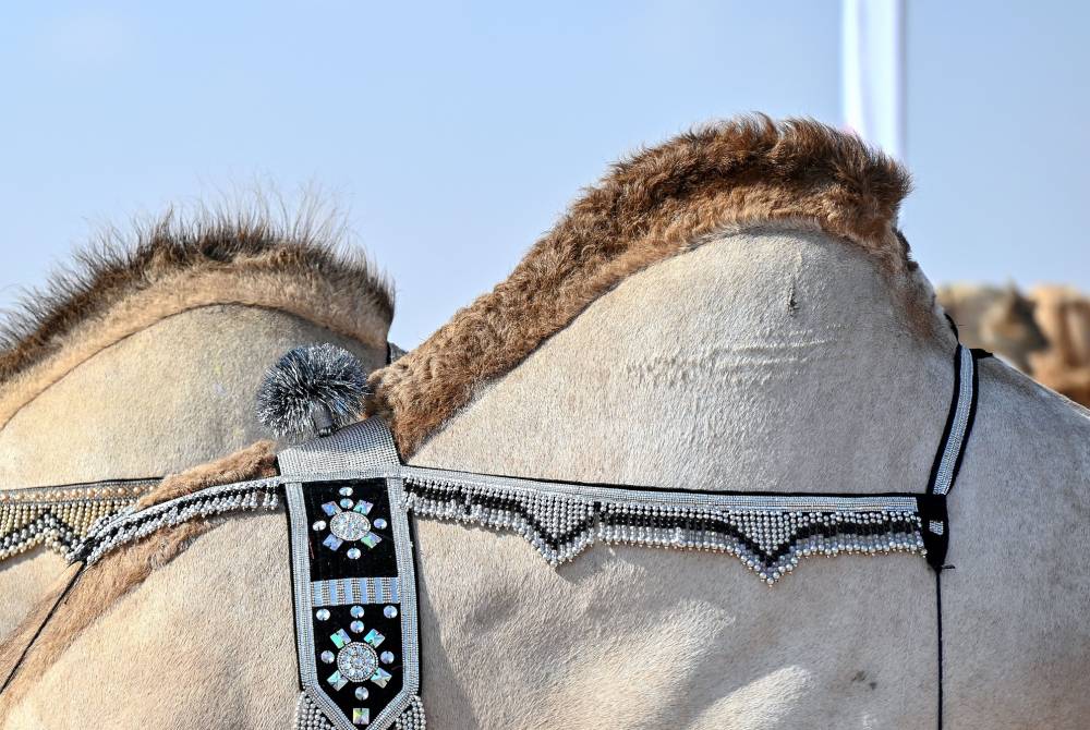 معايير دقيقة لرصد جماليات الإبل في مهرجان محمد بن زايد لسباقات الهجن ومزاينة الإبل