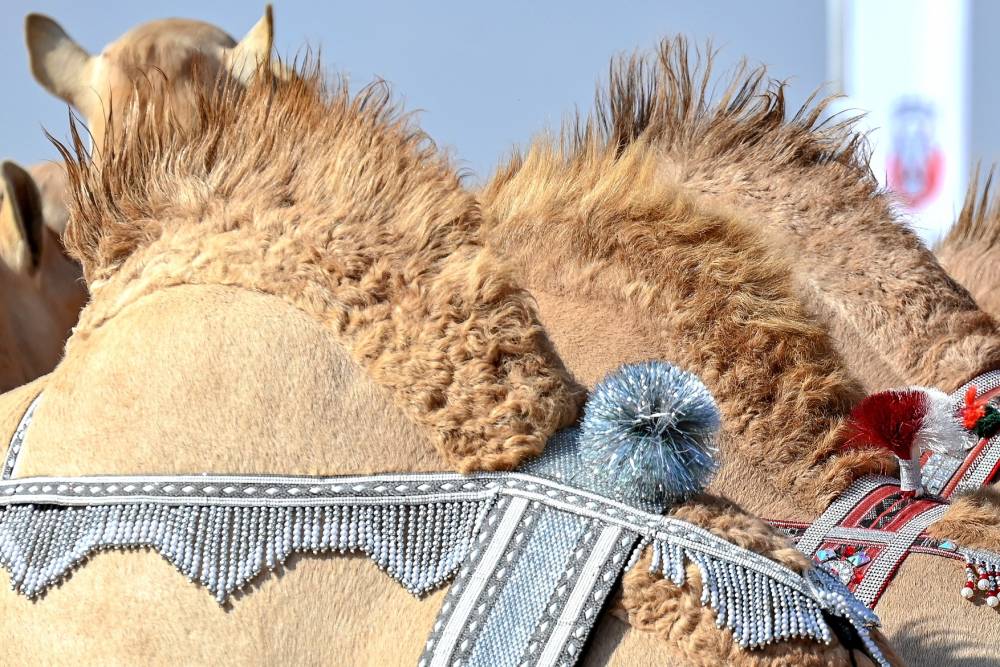 معايير دقيقة لرصد جماليات الإبل في مهرجان محمد بن زايد لسباقات الهجن ومزاينة الإبل