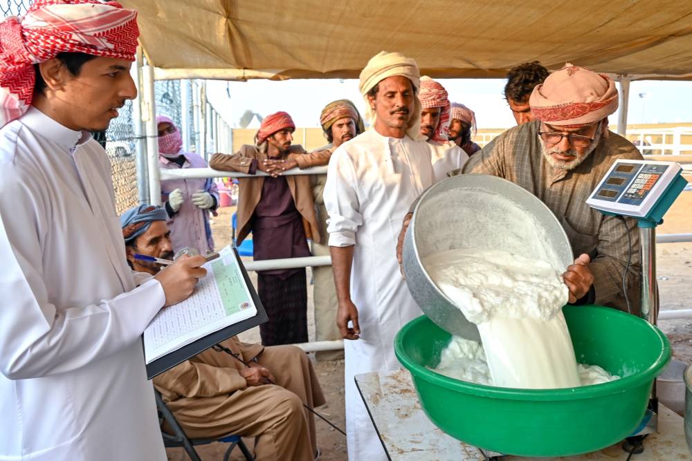 123 ناقة تتنافس في مسابقة المحالب بمهرجان محمد بن زايد لسباقات الهجن ومزاينة الإبل