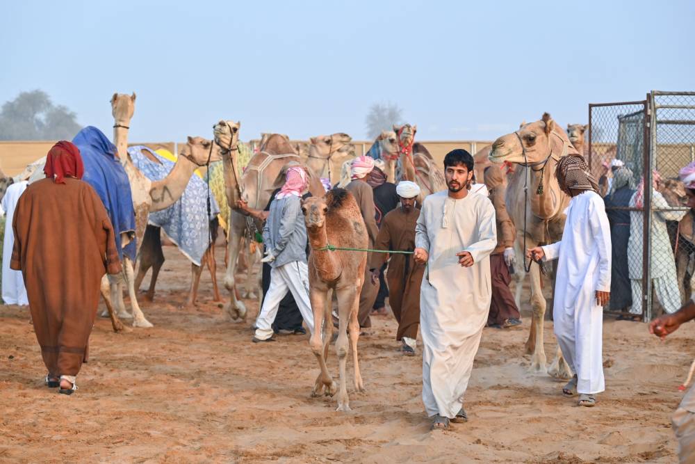 123 ناقة تتنافس في مسابقة المحالب بمهرجان محمد بن زايد لسباقات الهجن ومزاينة الإبل