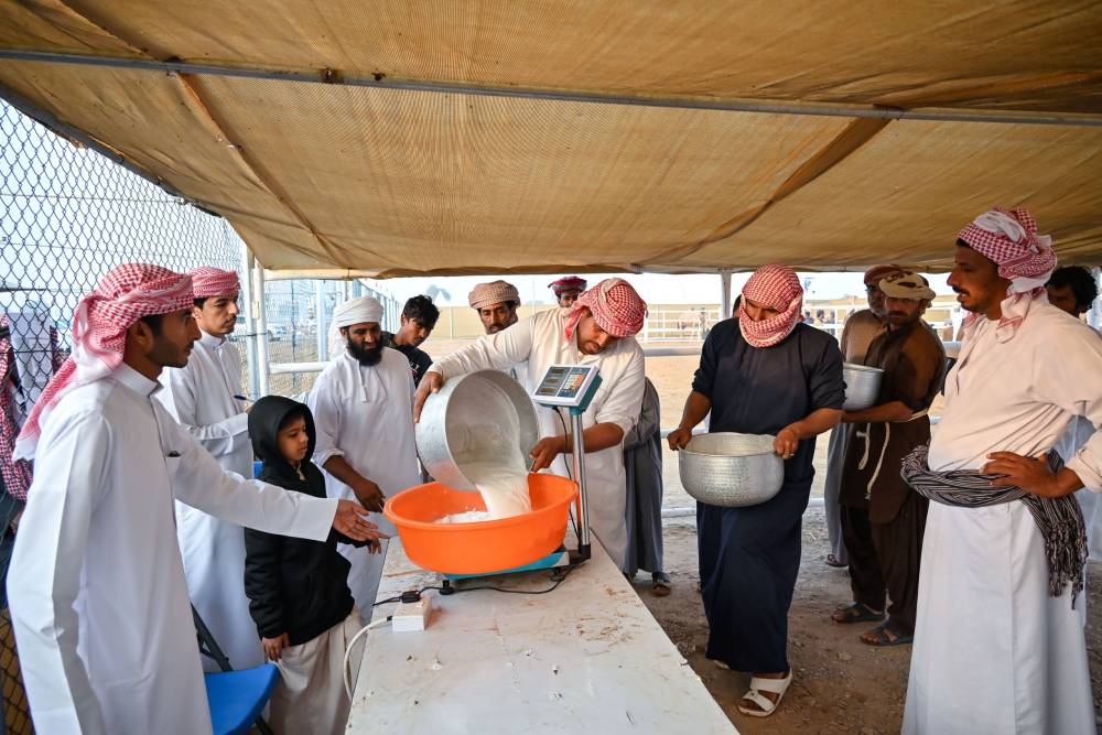 123 ناقة تتنافس في مسابقة المحالب بمهرجان محمد بن زايد لسباقات الهجن ومزاينة الإبل