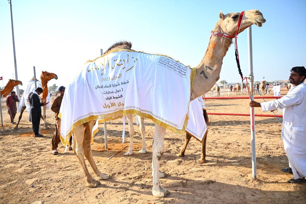 مزاينة الإبل في مهرجان محمد بن زايد لسباقات الهجن تختتم المنافسات بتتويج سن الحول