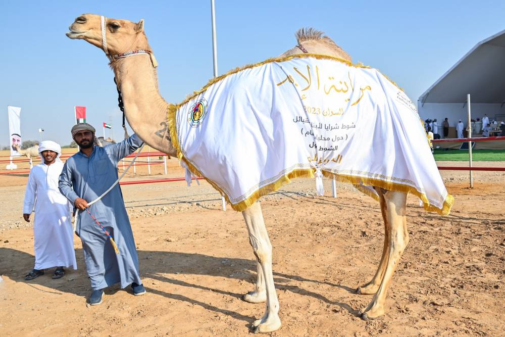 مزاينة الإبل في مهرجان محمد بن زايد لسباقات الهجن تختتم المنافسات بتتويج سن الحول