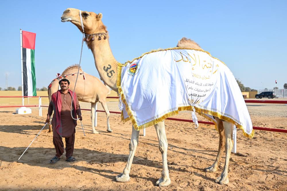 مزاينة الإبل في مهرجان محمد بن زايد لسباقات الهجن تختتم المنافسات بتتويج سن الحول