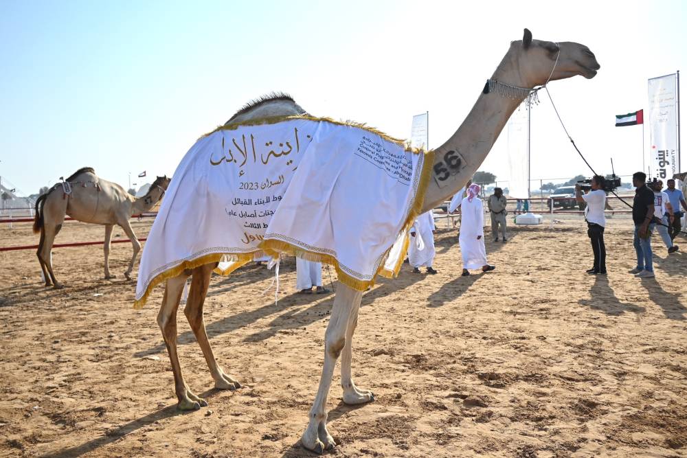 مزاينة الإبل في مهرجان محمد بن زايد لسباقات الهجن تختتم المنافسات بتتويج سن الحول