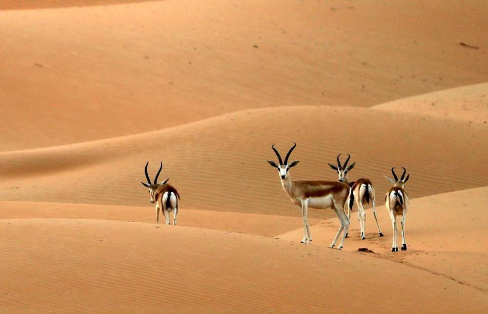 محمية المرزوم للصيد تواصل استقبال الصقارينوهواة الصيد التقليدي في موسمها التاسع