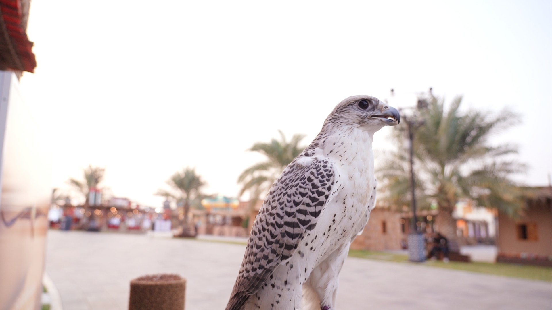 نادي صقاري الإمارات يُرحّب بزوّار مهرجان الشيخ زايد