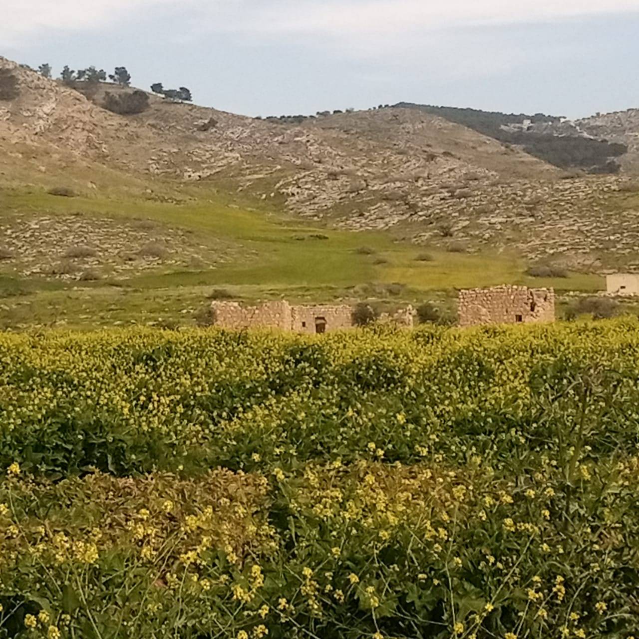 بيوت كركمة التراثية...إرث حضاري بحاجة للترميم  صور