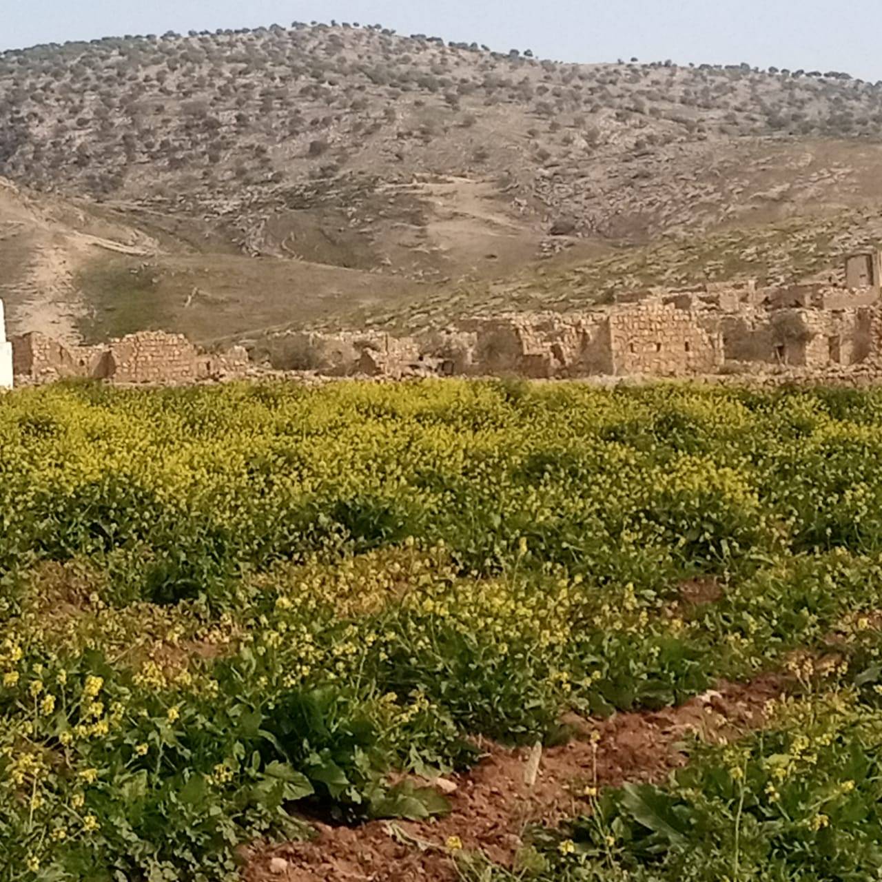 بيوت كركمة التراثية...إرث حضاري بحاجة للترميم  صور