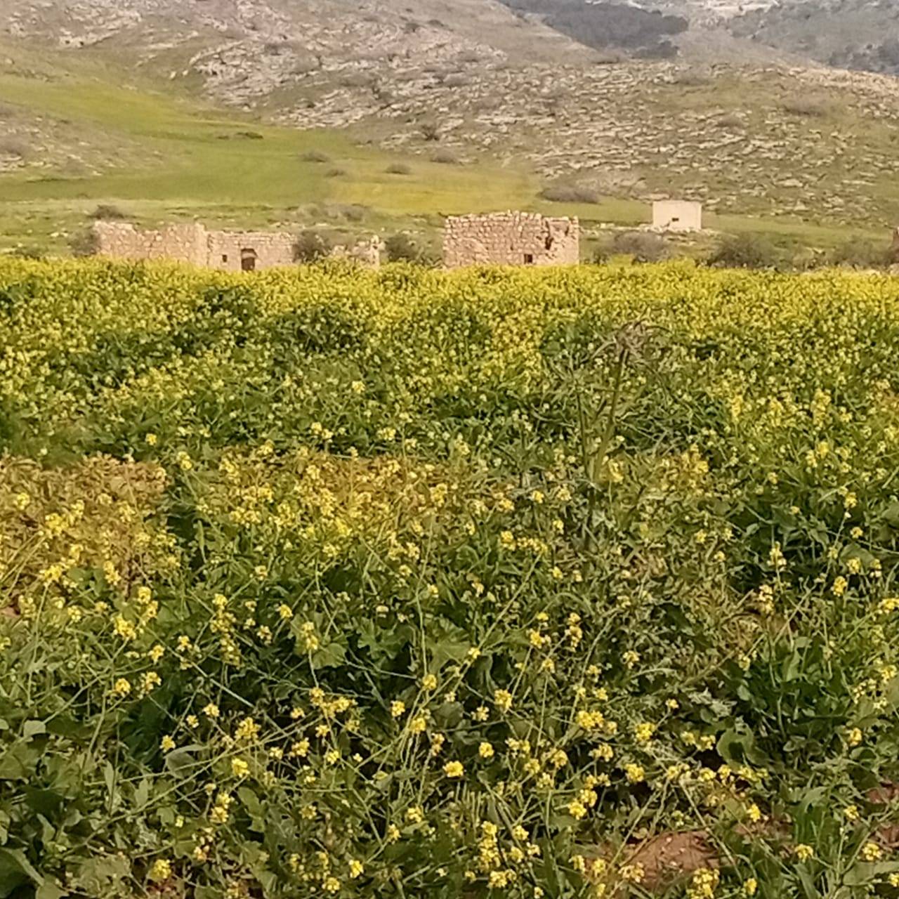 بيوت كركمة التراثية...إرث حضاري بحاجة للترميم  صور