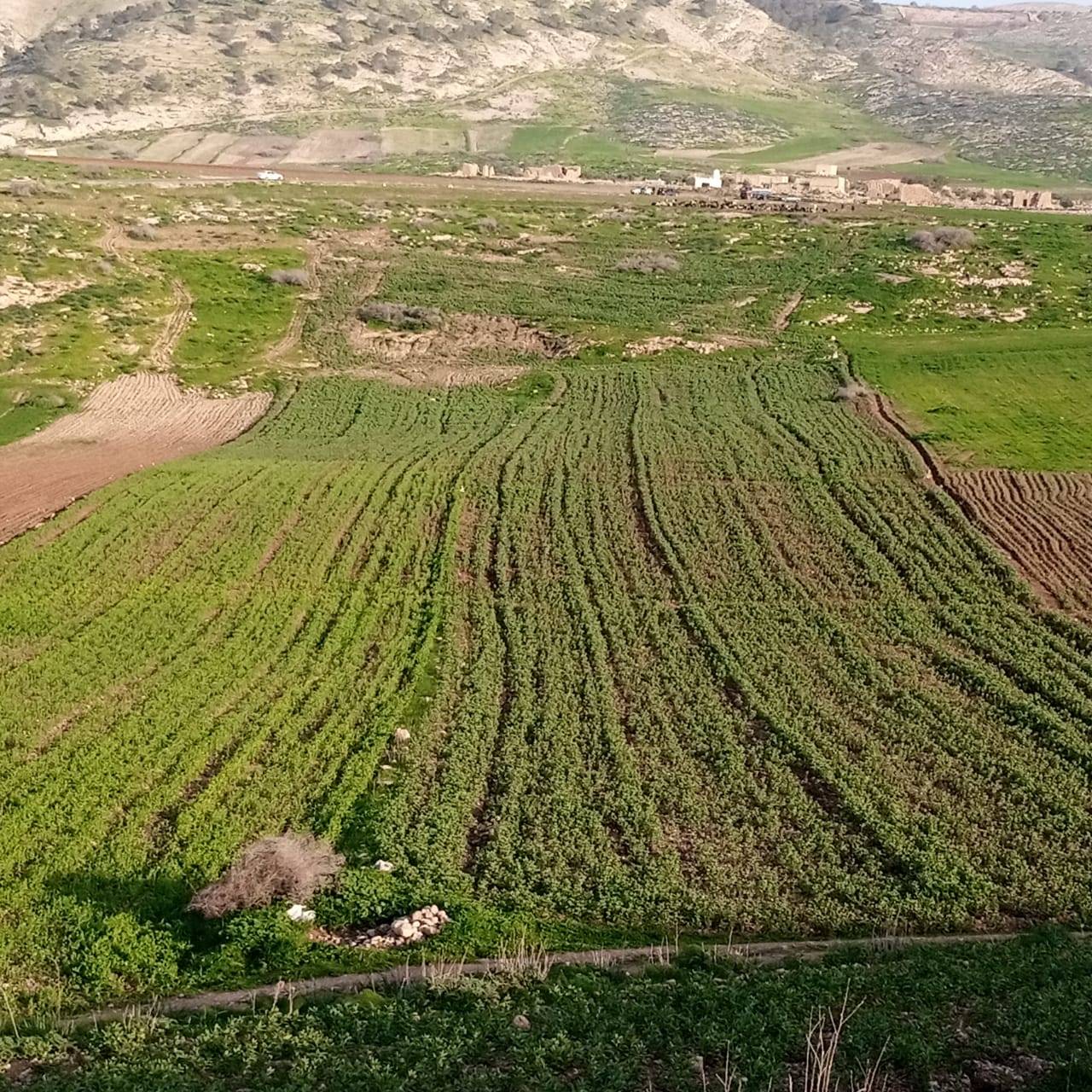 بيوت كركمة التراثية...إرث حضاري بحاجة للترميم  صور